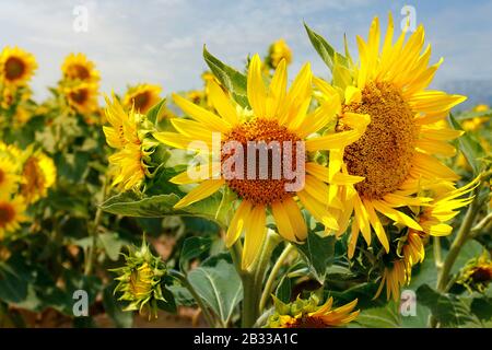 SONNENBLUMENFELD, WÄHREND DER SOMMERSAISON IN DER PROVENCE - FRANKREICH Stockfoto