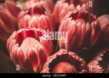Rosa king-tee-Herbstblume Stockfoto