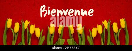 Baner Aus Gelben Tulpenblumen, Roter Hintergrund, Bienvenue Bedeutet Willkommen Stockfoto