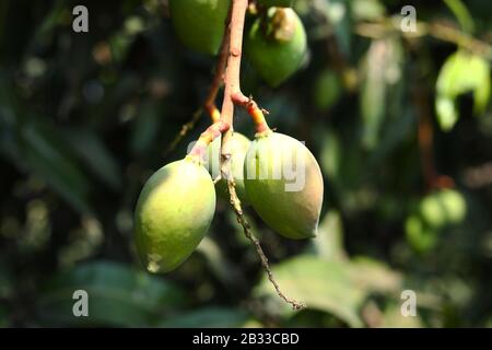 Haufen grüner reifer Mango auf Baum im Garten. Stockfoto