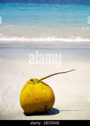 Frische Kokosnuss am weißen Strand Stockfoto