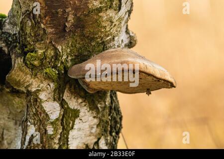 Polyporenpilz am Stamm der Birke, Detail Stockfoto