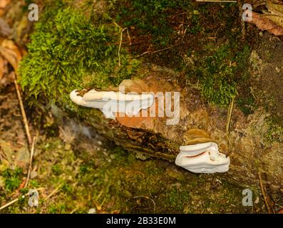 Polyporepilze auf gestürztem Stamm mit Moos, Detail Stockfoto