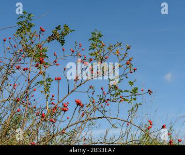Rosengüsch mit vielen Rosenhüften gegen blauen Himmel, wild Stockfoto