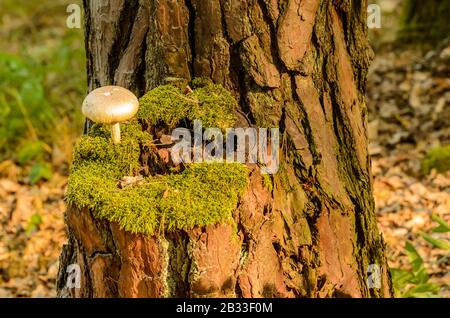Ein weißer cremiger Pilz, der aus Moos wächst, auf dem Kiefernstamm geschnitten, Detail Stockfoto