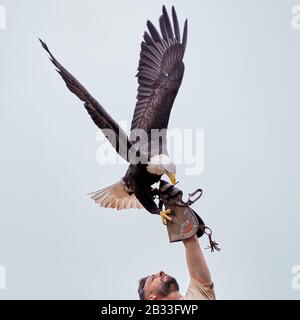 Sehr großer Weißwedeladler, der auf ausgestrecktem Handschuh landet Stockfoto