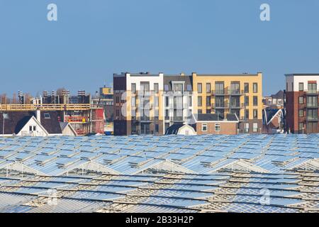 Holländische Gewächshäuser vor modernen neu erbauten Häusern und Apartmentgebäuden in Südholland, Niederlande Stockfoto