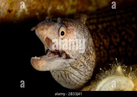 Mittelmeer-Moray, Muraena helena, Tamariu, Costa Brava, Spanien, Mittelmeer Stockfoto