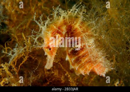 Lang geregte Seepferdchen, Hippocampus guttulatus, Tamariu, Costa Brava, Spanien, Mittelmeer Stockfoto