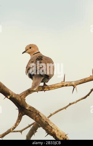 Die ausgestellte Taube thront auf einem dornigen Ast Stockfoto