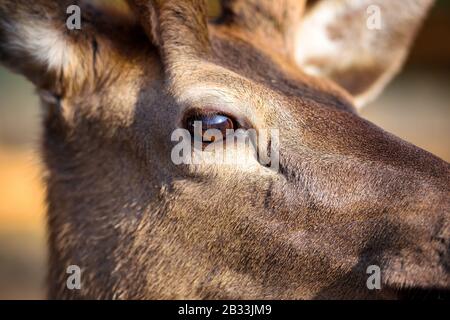 Auge eines Flautenhirsches. Makrobild Stockfoto
