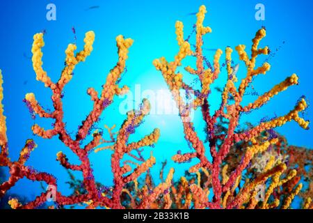 Variabler Seefan, Paramuricea clavata, Laichgorgonia mit Eiern, Tamariu, Costa Brava, Spanien, Mittelmeer Stockfoto