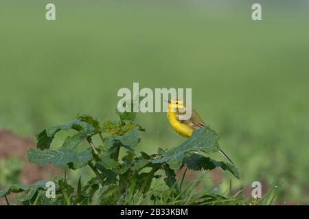 Westgelber Wagschwanz (Motacilla flava flavissima) Stockfoto