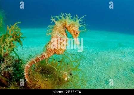 Lang geregte Seepferdchen, Hippocampus guttulatus, Tamariu, Costa Brava, Spanien, Mittelmeer Stockfoto