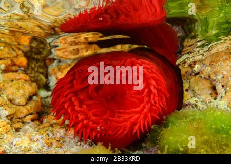 Beadlet Anemone, Actinia equina, reflektierend auf der Wasseroberfläche, Tamariu, Costa Brava, Spanien, Mittelmeer Stockfoto