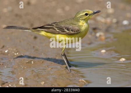 Westgelber Wagschwanz (Motacilla flava flavissima) Stockfoto