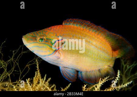 Okellated Wrasse, Symphodus ocellatus, Tamariu, Costa Brava, Spanien, Mittelmeer Stockfoto