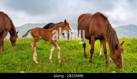 Pferde auf der Wiese in den Bergen. Nebelige Morgenweide Stockfoto
