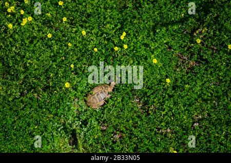 Luftbild einer griechischen Schildkröte ( Testudo graeca auch als Stirnschildkröte bezeichnet) kriecht in Frühlingspflanzen in einem Garten in Athen Griechenland Stockfoto