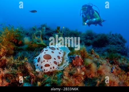 Sea Cow, Peltodoris atromaculata, Laie Eggs, und Frau Scuba Diver, Tamariu, Costa Brava, Spanien, Mittelmeer, MR Stockfoto