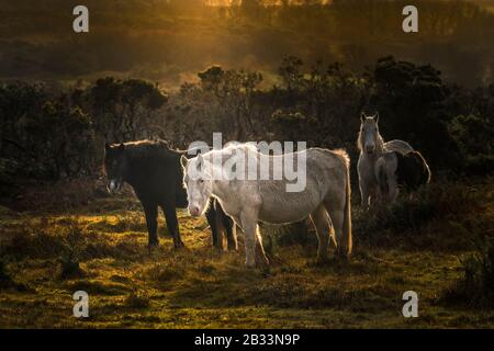 Wild Bodmin Ponys weiden auf Goonzion Abschreibungen auf Bodmin Moor in Cornwall. Stockfoto