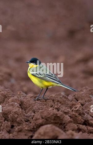 Schwarz geköpfter Westgelber Wagschwanz (Motacilla flava feldegg) Stockfoto