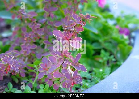 Burgunderpflanzen im Topf im Terrassengarten, Nahaufnahme, diagonal. Landschaftsbau. Stockfoto