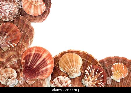 Durchgehendes Seashells, das einen abstrakten Hintergrund auf Weiß mit Kopierraum bildet. Flaches Lay. Stockfoto