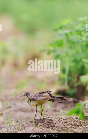 Gelber Wagtail-Vogel auf einem Bauernhof Stockfoto