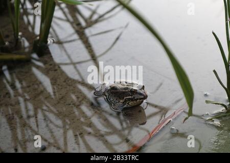 Frosch am Ufer des Flusses Nahaufnahme Wildbiologie Tier Naturfoto Stockfoto