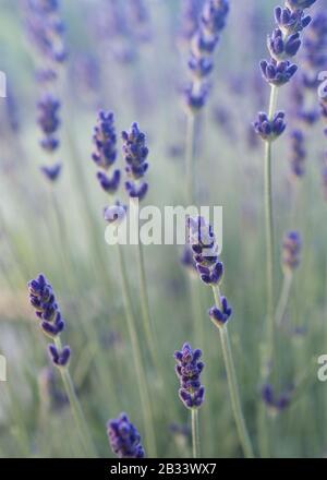 Lavandula angustifolia, gemeinsamer Lavendel, in einem nebligen Morgenlicht. Schöne immergrüne Pflanze, die früher Tee und ätherisches Lavendelöl zubereitet hat. Flacher Freiheitsgrad. Stockfoto