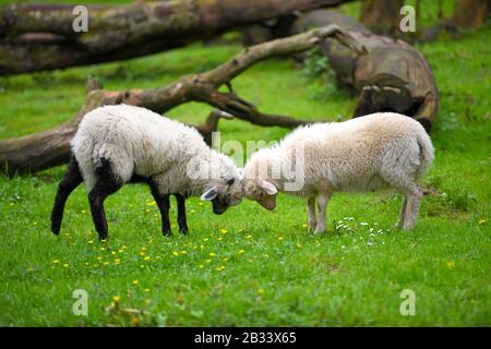 Zwei Schafe, die auf grünem Rasen kämpfen Stockfoto