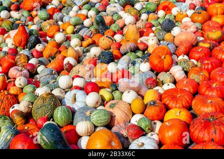 Kürbisse verschiedener Sorten und Farben Stockfoto