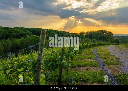 Schöner Blick auf die Weinberge im offenburger Schwarzwald deutschland Stockfoto