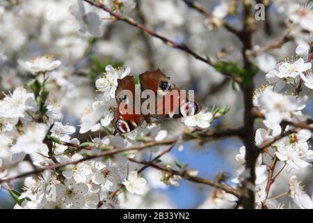 Europäischer Pfauen-Schmetterling auf weißen Blumen des Sauren Kirschbaums Prunus Cerasus in Richtung blauer Himmel zur Frühlingssaison, Tagpfauenauge, Nymphalis aglais Stockfoto