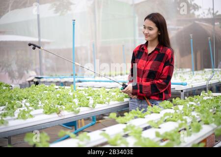 Asiatische Gärtner, die Gemüse im Garten gießen. Stockfoto