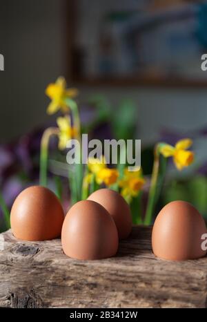 Eier, die in einem Holzhalter vor Miniaturdaffeln sitzen. Stockfoto