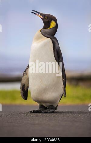 Ein verlorener König Penguin, der von der Antarktis nach Kapstadt, Südafrika schwamm, um zu schimmern. Stockfoto