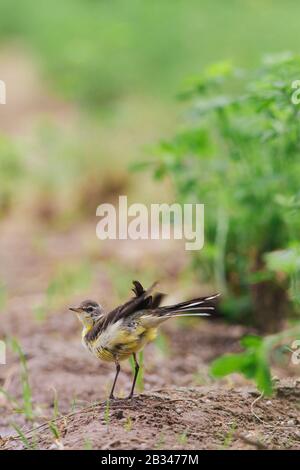 Gelber Wagtail-Vogel auf einem Bauernhof Stockfoto