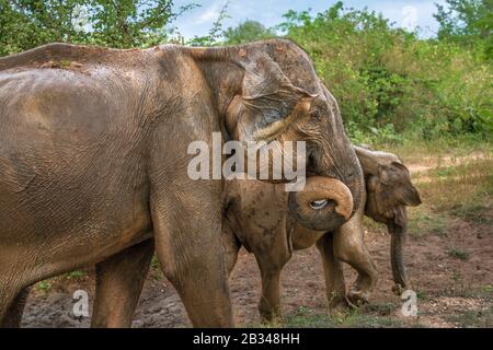 Tief im Inneren Udawalawe National Park in der südlichen Provinz von Sri Lanka, ein verspieltes Baby Elefant von einem anderen Mitglied der Herde lernt. Stockfoto