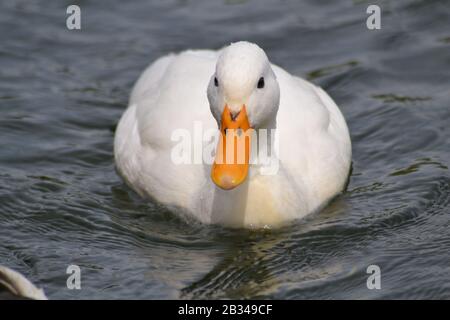 Pekin Duck, in England Stockfoto