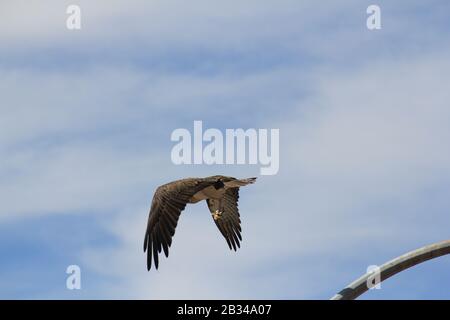 Osprey im Flug, Port Hedland, Western Australia Stockfoto