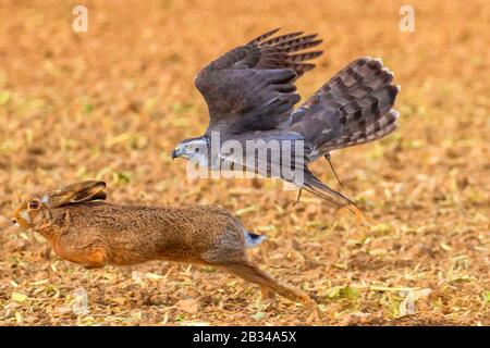 Nordgoshawk (Accipiter gentilis), Jagd auf braune Hasen, Kneipenjagd, Deutschland, Bayern, Niederbayern, Niederbayern Stockfoto