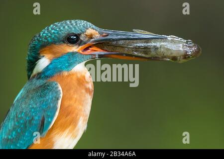 Fluss-Eisvogel (Alcedo atthis), mit verregtem Fisch in der Rechnung, Seitenansicht, Niederlande, Naarden Stockfoto