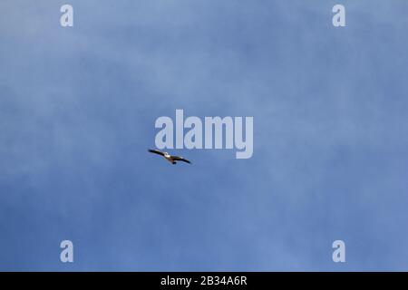 Pelikan am blauen Himmel, Port Hedland, Western Australia Stockfoto