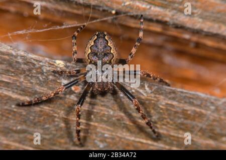 Crevicer Spider, Walnut Orb-Weaver Spider, Walnut orb Weaver Spider, Walnut Orb Weaver (Nuctenea umbratica, Araneus umbraticus), Draufsicht, Deutschland Stockfoto