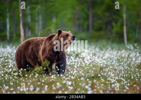 Europäischer Braunbär (Ursus arctos arctos), der auf der Wiese von Baumwollgras steht, Finnland, Karelia, Suomussalmi