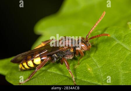 Gelbe Kuckucksbiene (Nomada flava), weiblich auf einem Blatt, Deutschland Stockfoto