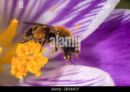 Gwynnes Bergbaubiene (Andrena bicolor), weiblich auf Krokusblüte, Deutschland Stockfoto