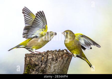 Westgrünfinch (Carduelis chloris, Chloris chloris), zwei westliche Grünfinken bei der Abgabe von Futter an einen Baumstumpf, Seitenansicht, Deutschland, Bayern Stockfoto